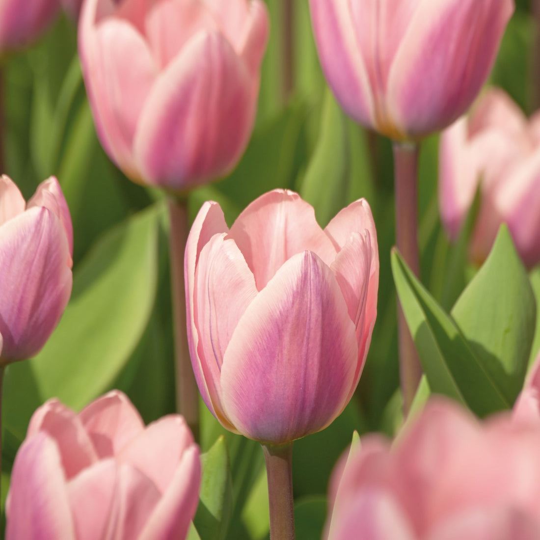 Tulpe 'Light And Dreamy'