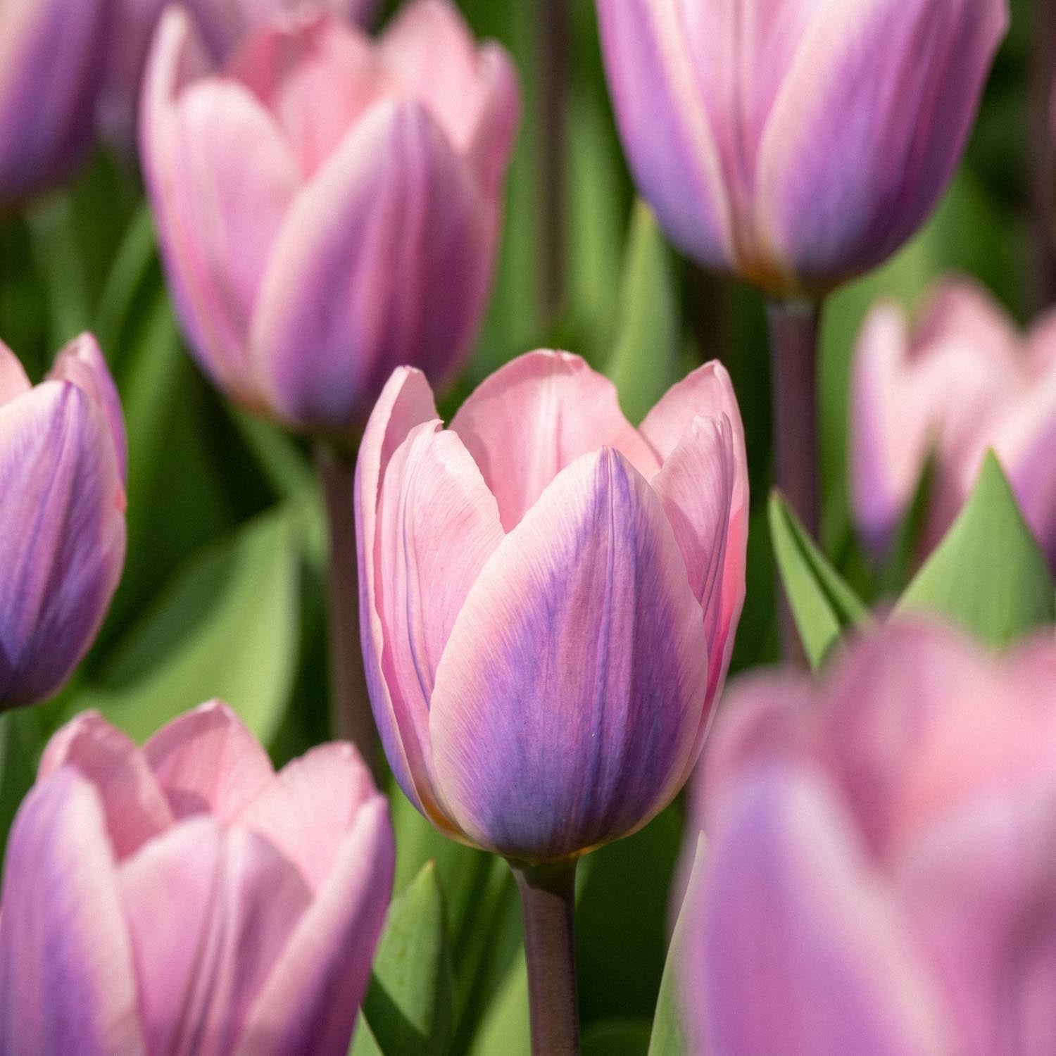 Tulpe 'Light And Dreamy'