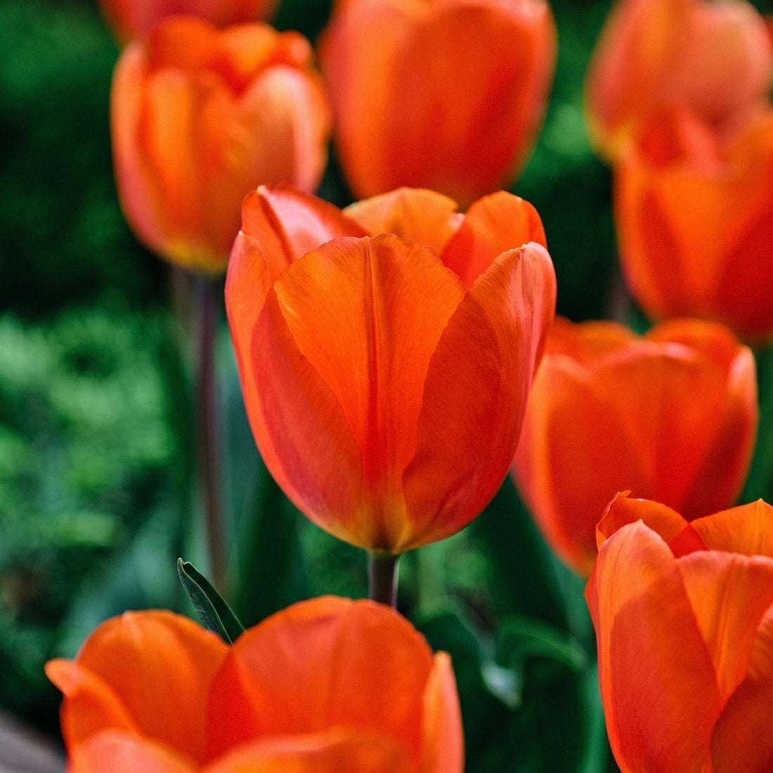 Tulpe 'Lightning Sun'