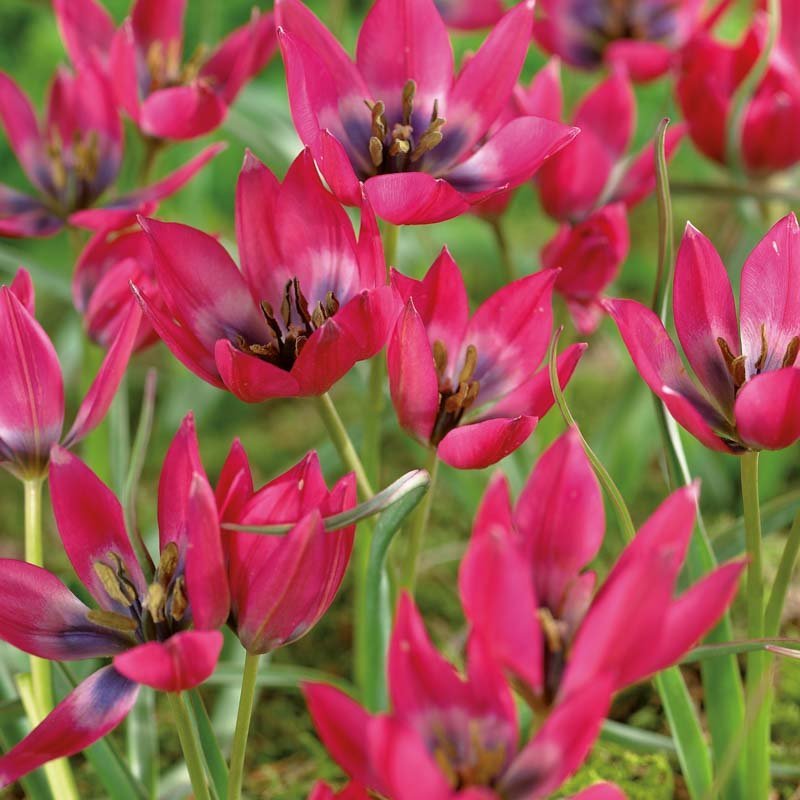 Tulpe 'Little Beauty'