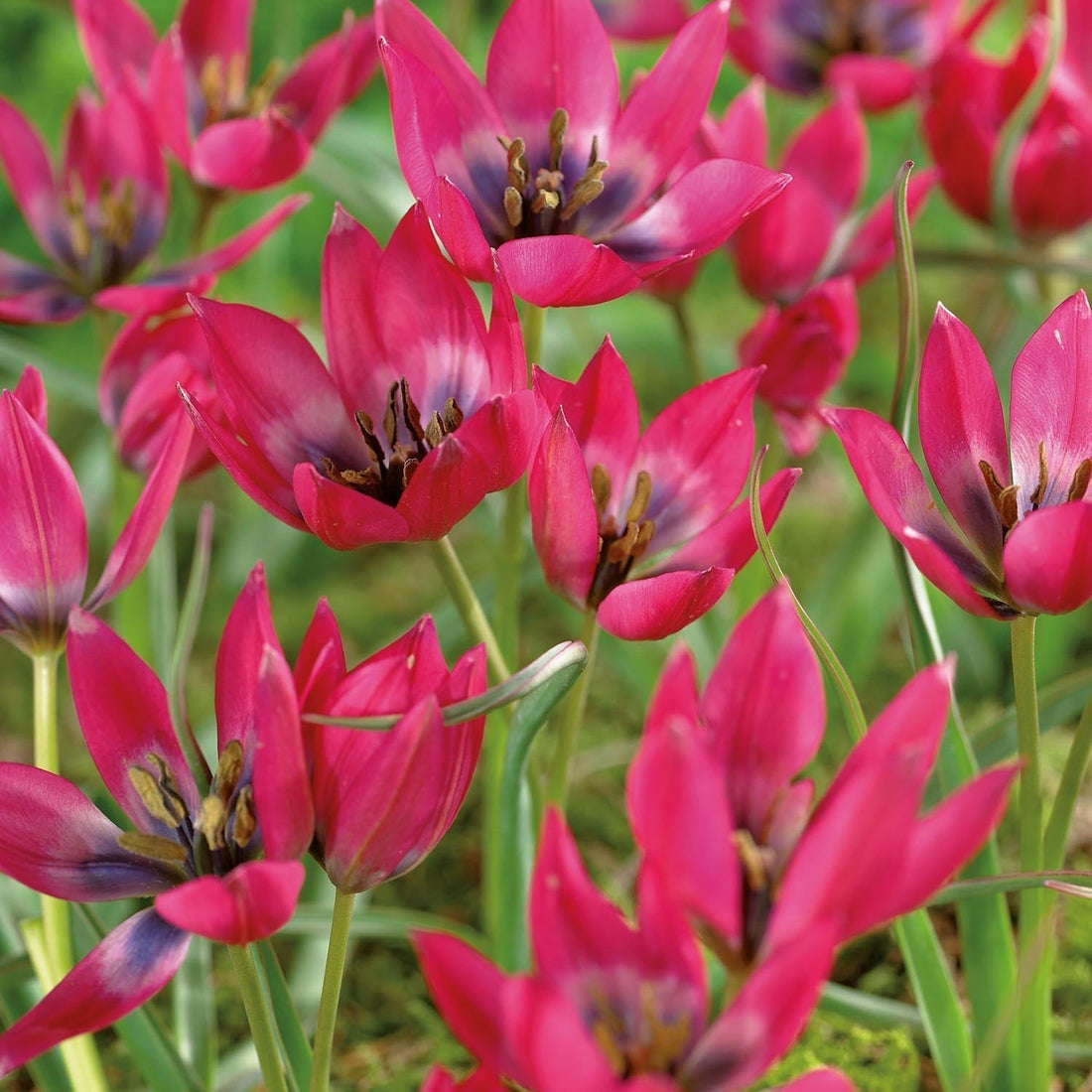 Tulpe 'Little Beauty'