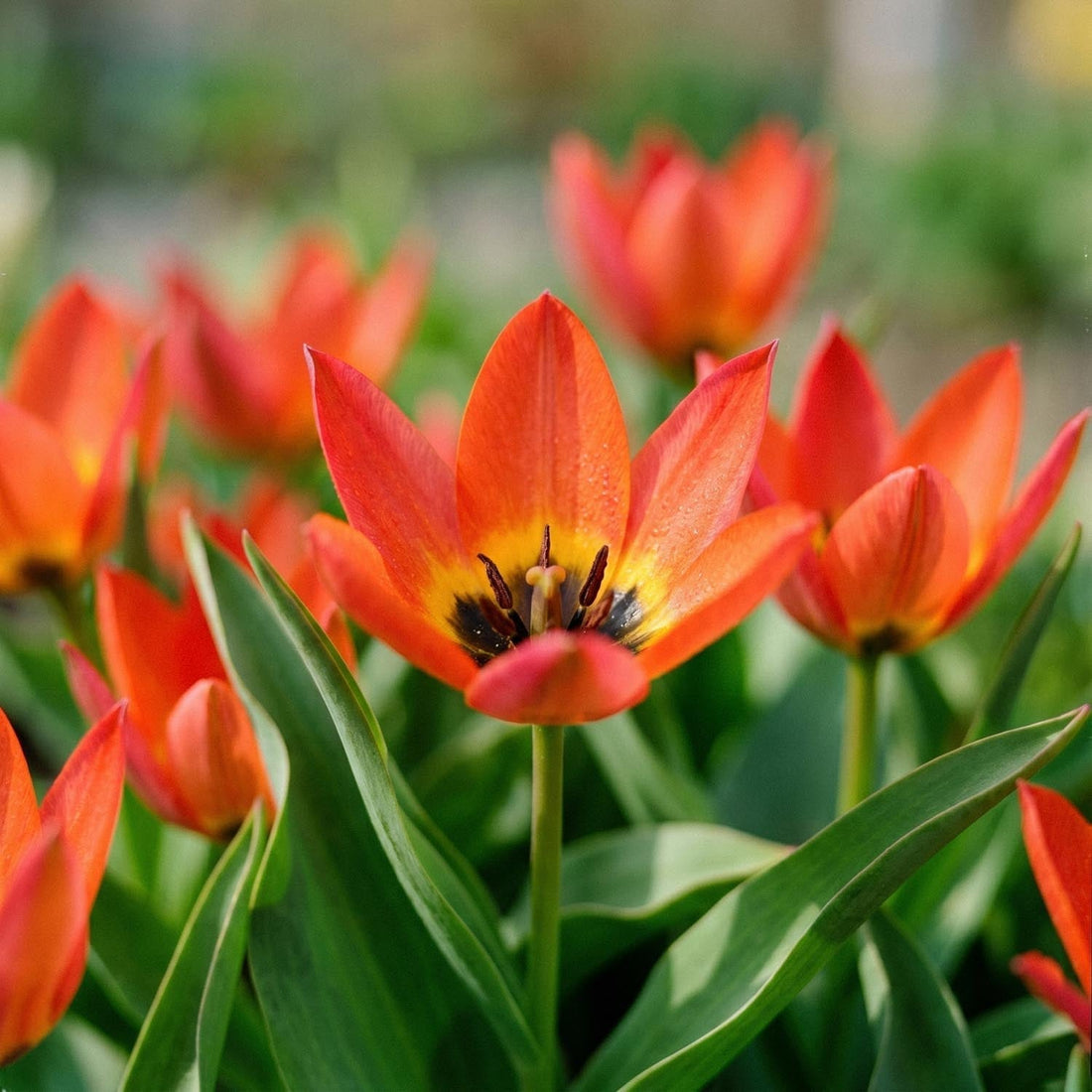 Tulpe 'Little Princess'