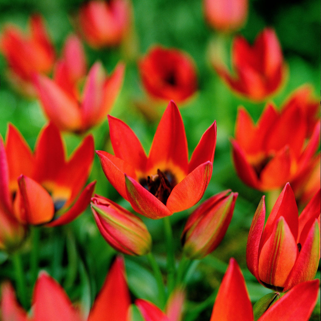 Tulpe 'Little Princess'