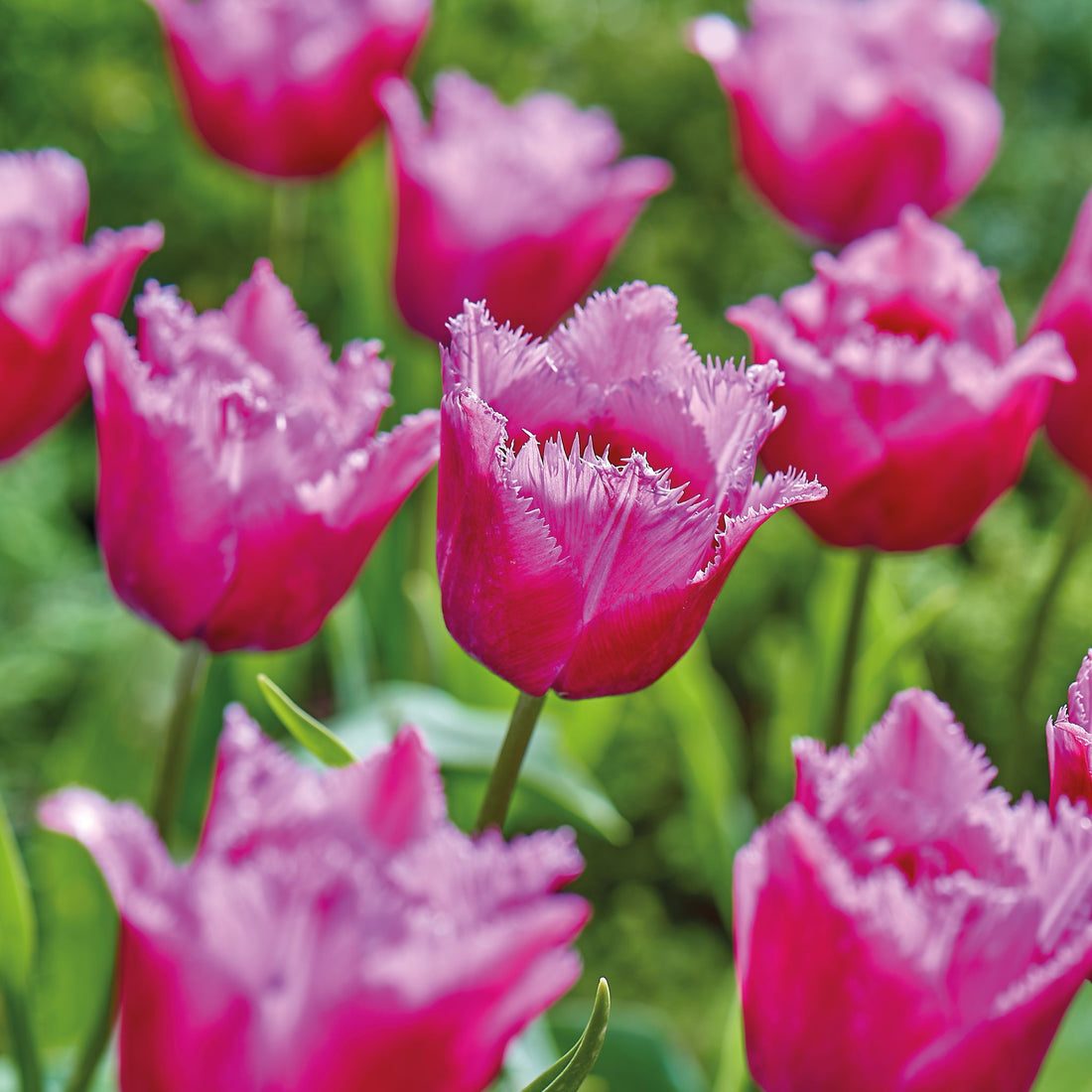 Tulpe 'Louvre'