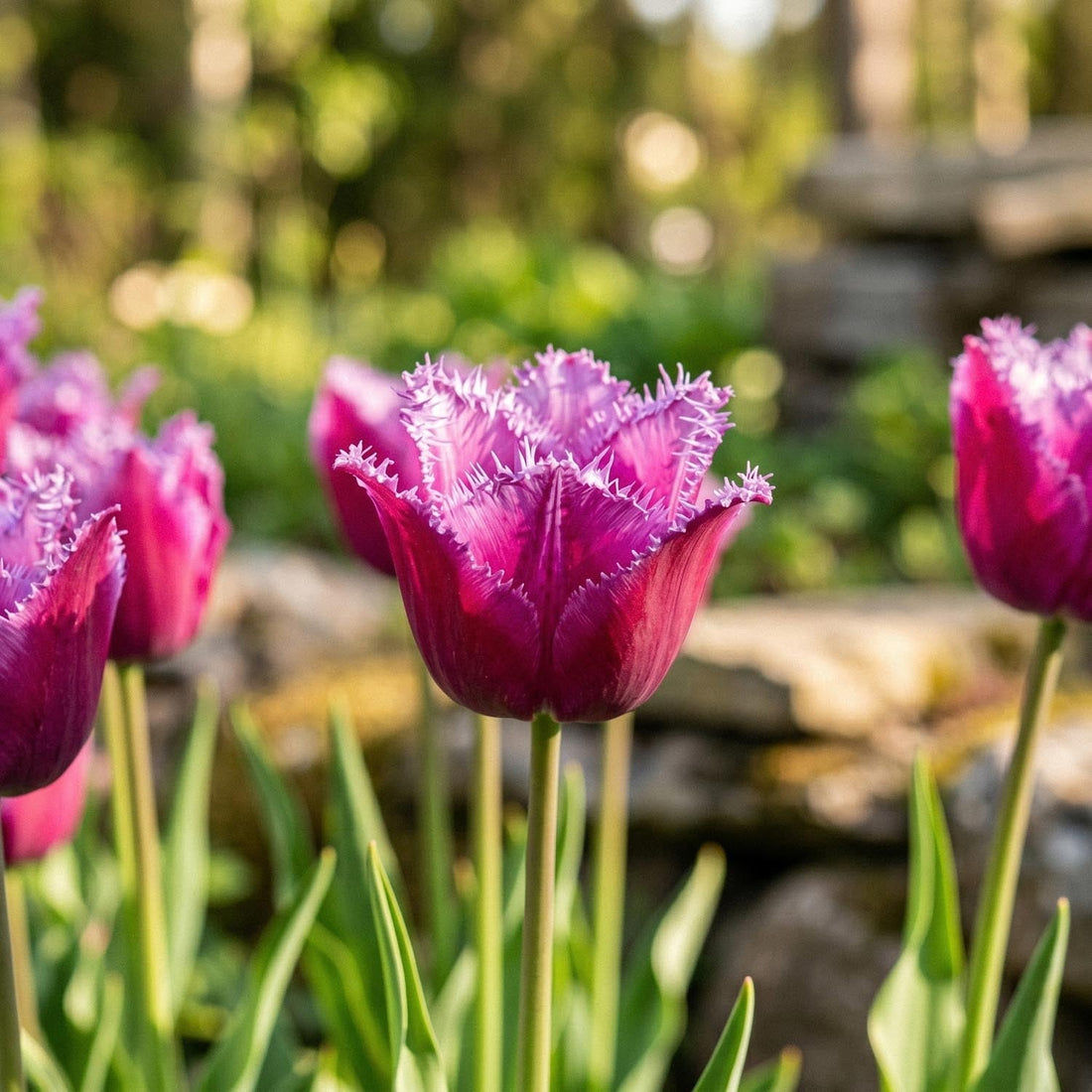 Tulpe 'Louvre'