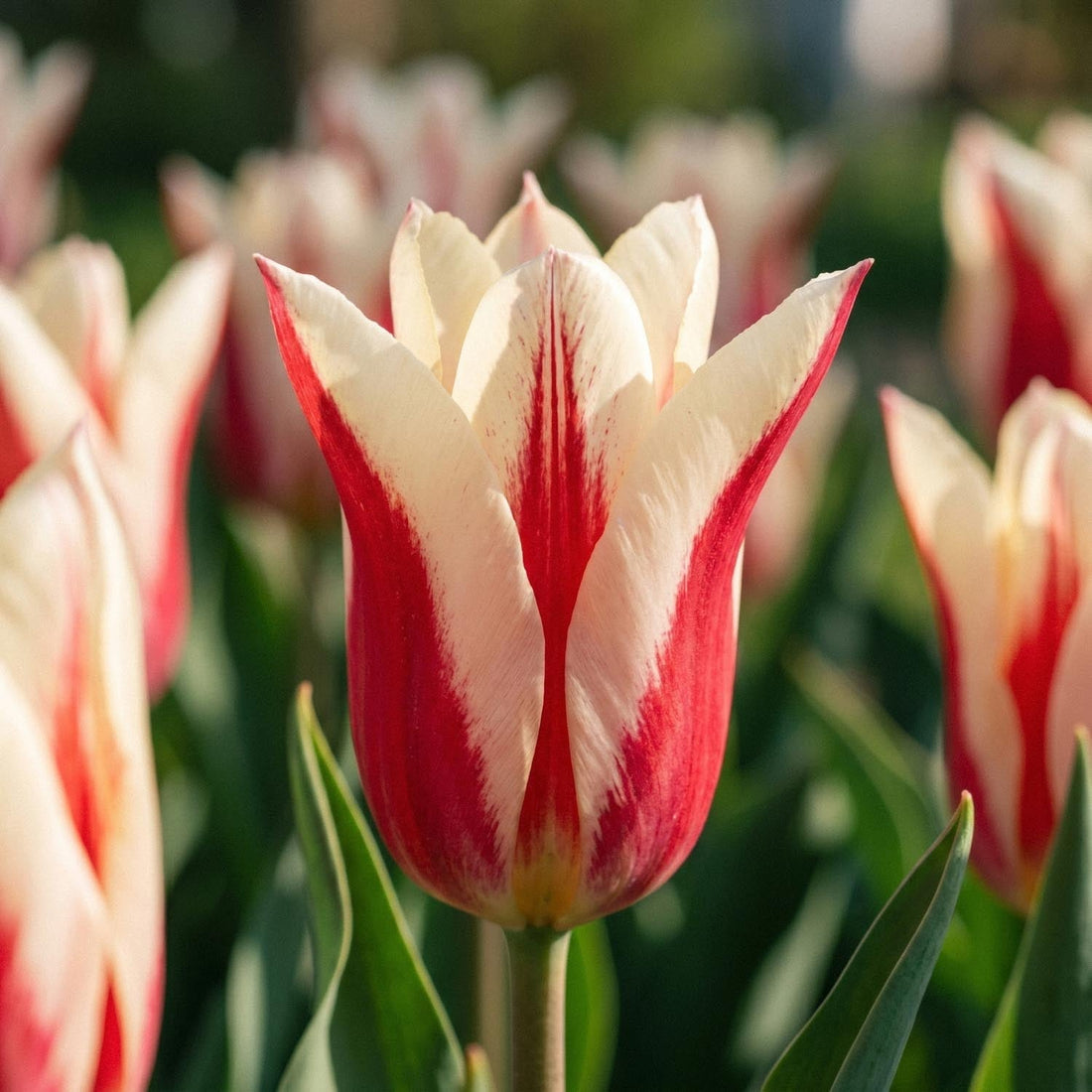 Tulpe 'Marilyn'