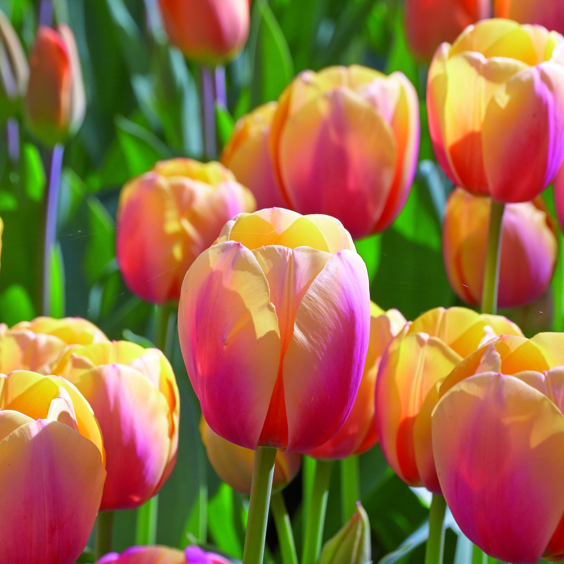 Tulpe 'Marit'