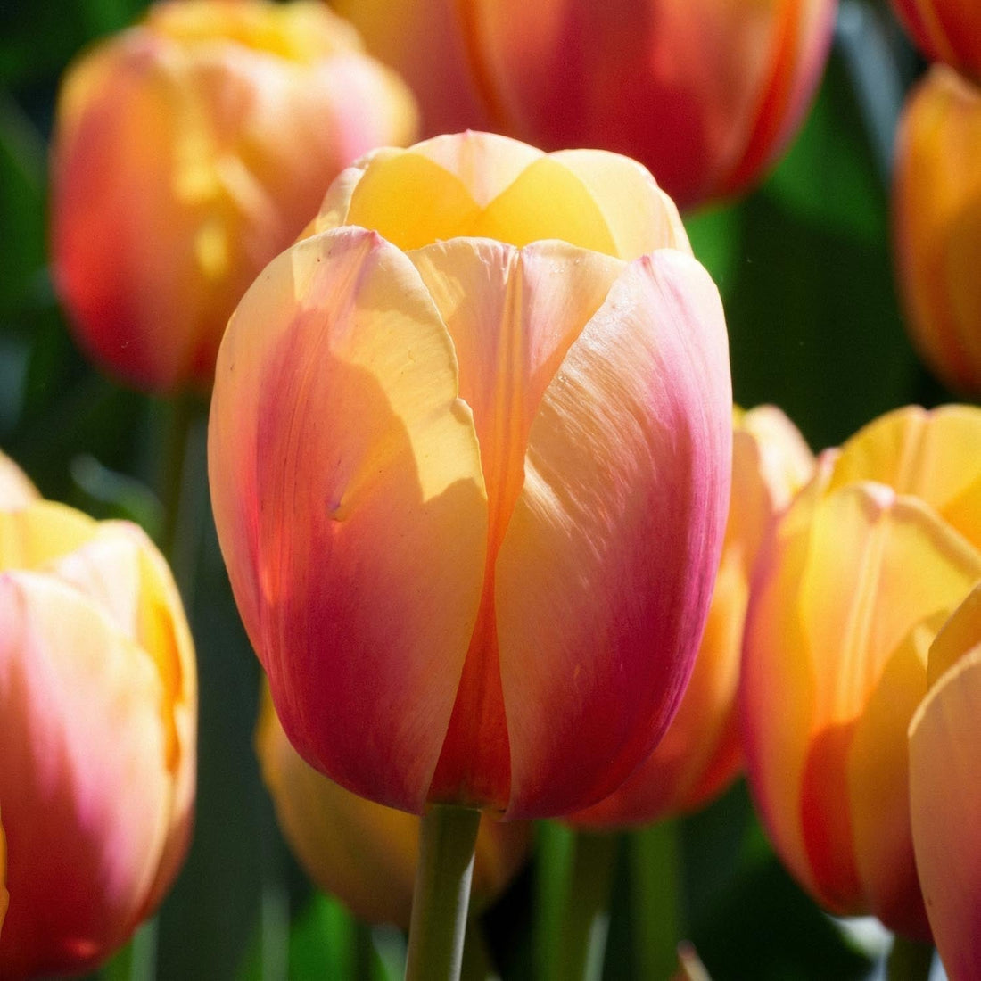 Tulpe 'Marit'