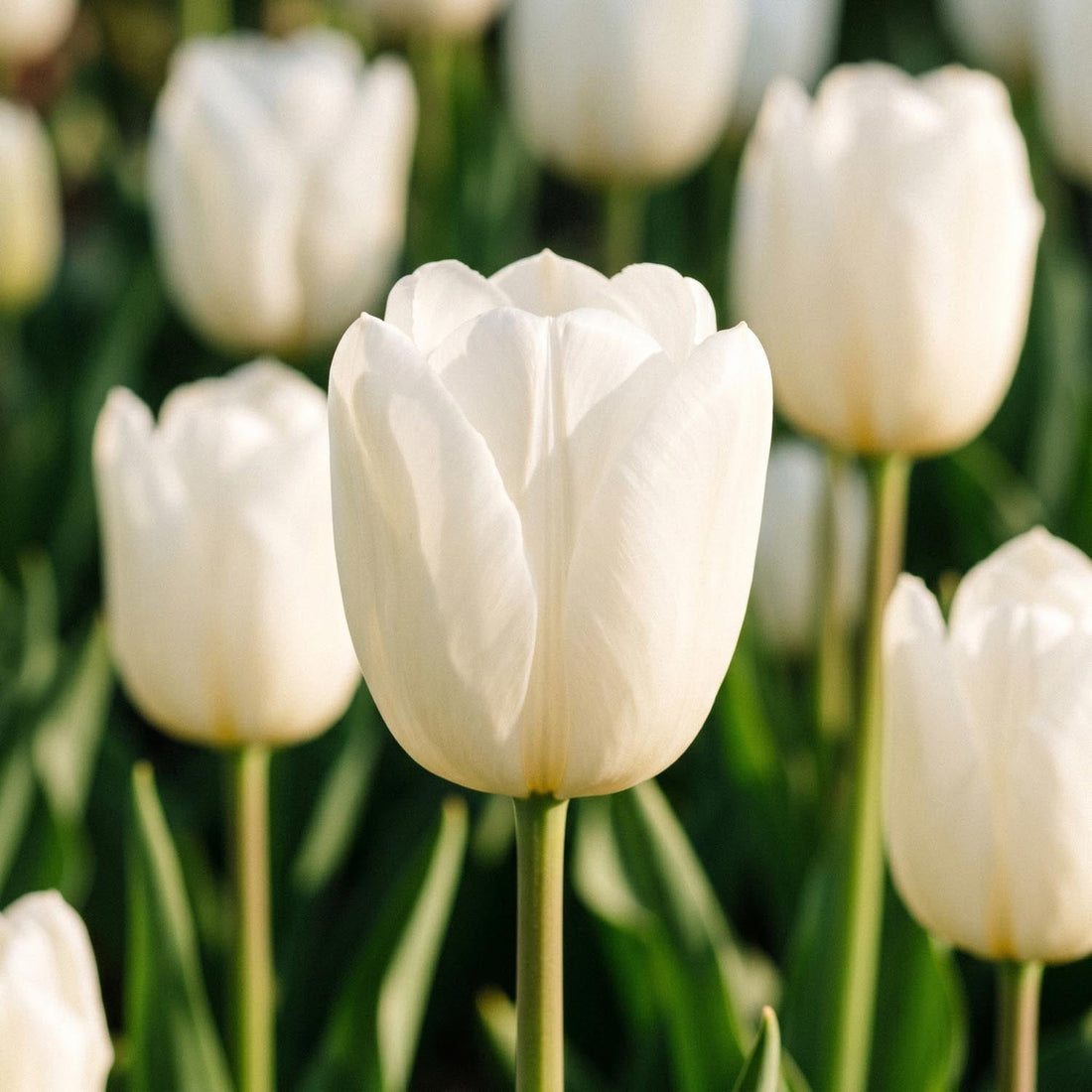 Tulpe 'Maureen'