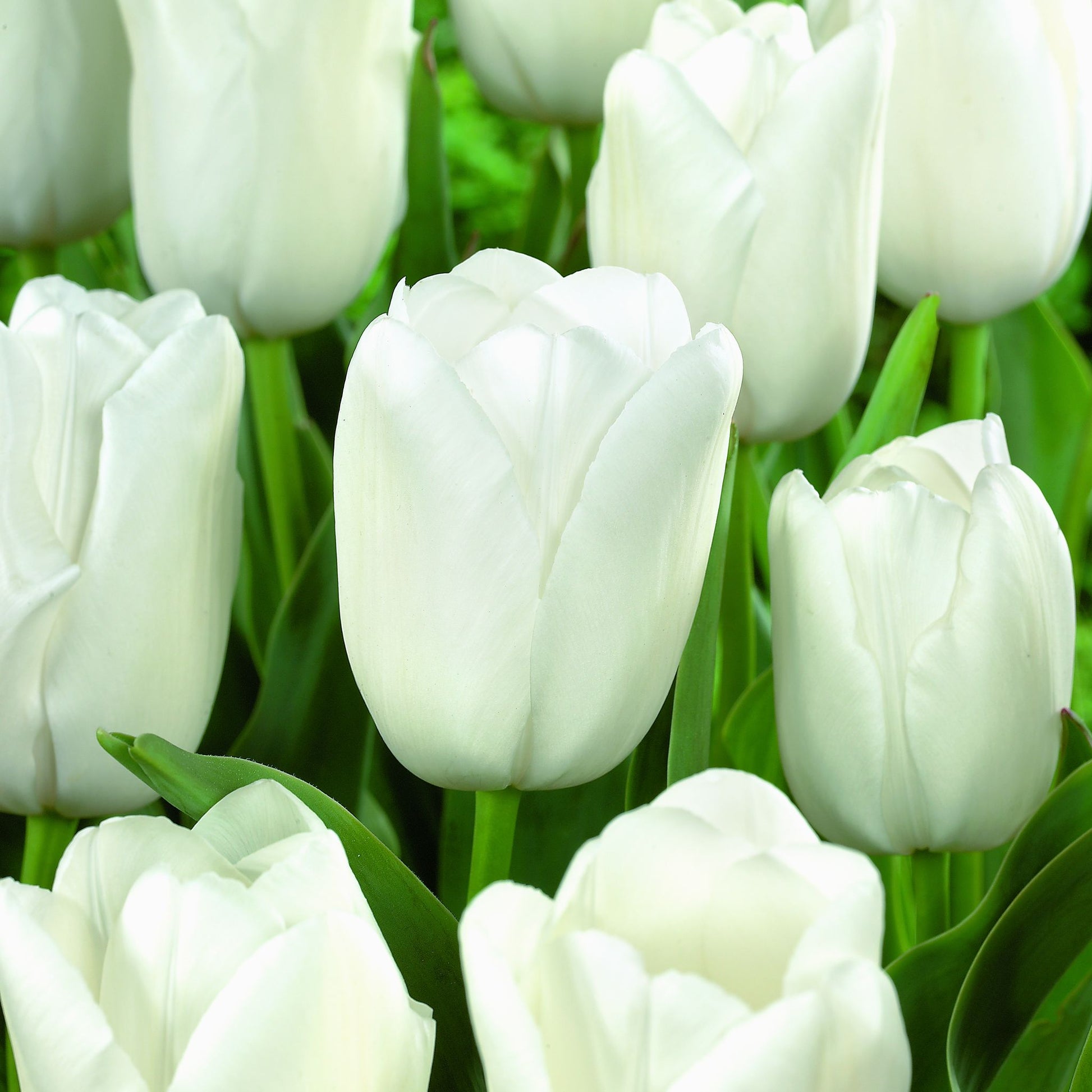 Tulpe 'Maureen'