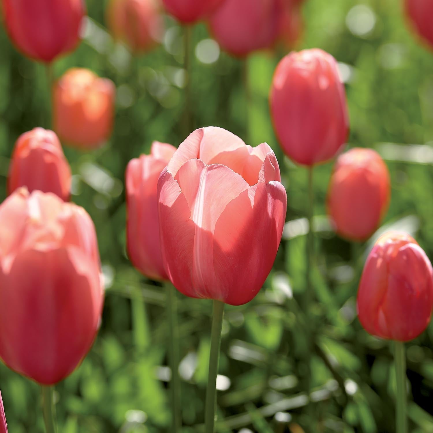 Tulpe 'Menton'
