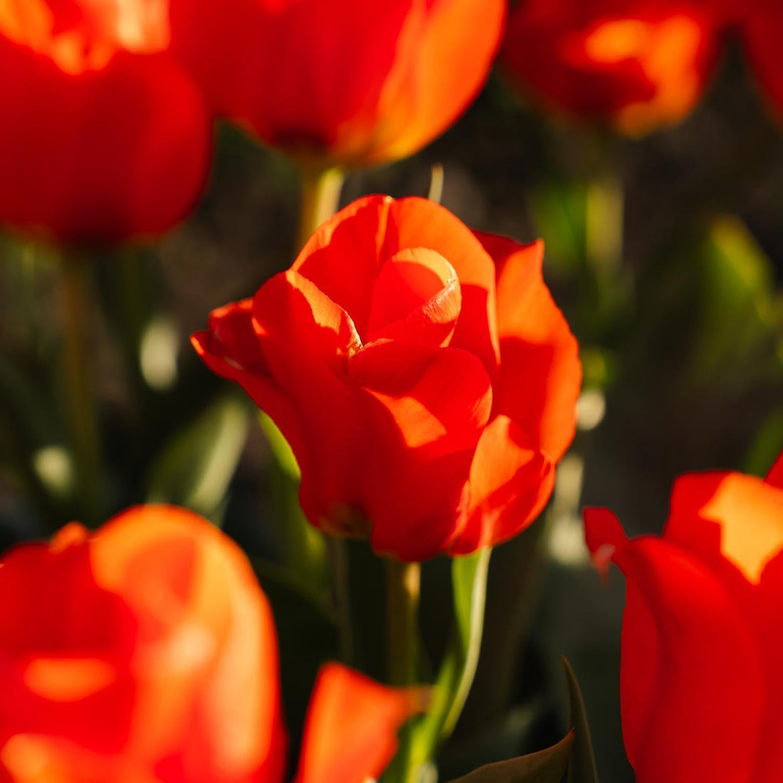 Tulpe 'Mira Mare'