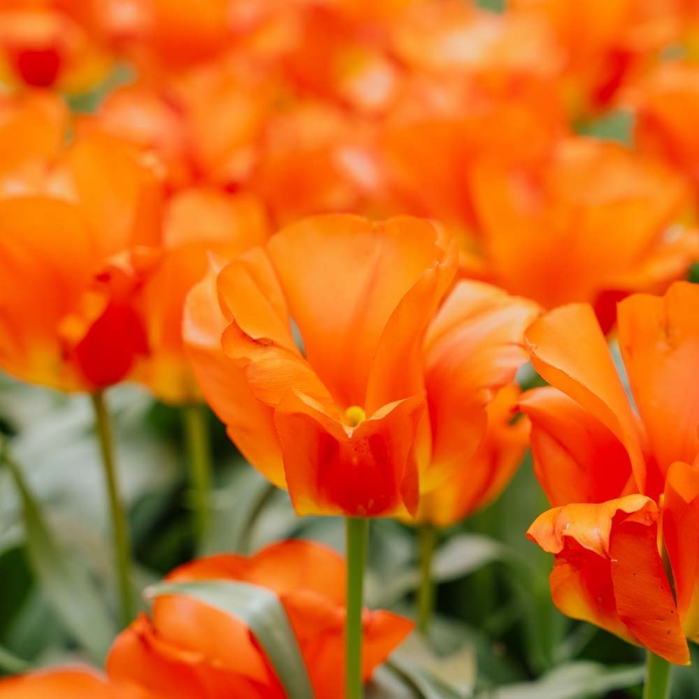 Tulpe 'Mira Mare'