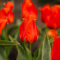 Tulpe 'Mira Mare'
