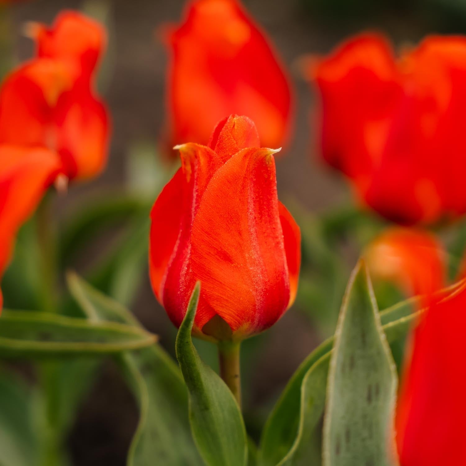 Tulpe 'Mira Mare'