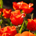 Tulpe 'Mira Mare'