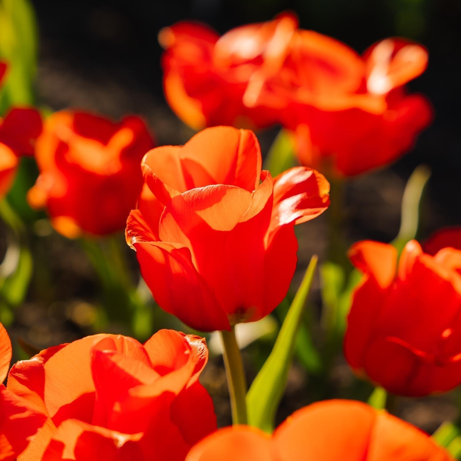 Tulpe 'Mira Mare'