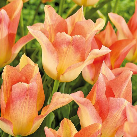 Tulpe 'Moonblush'