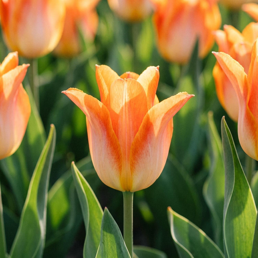 Tulpe 'Moonblush'