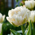 Tulpe 'Mount Tacoma'