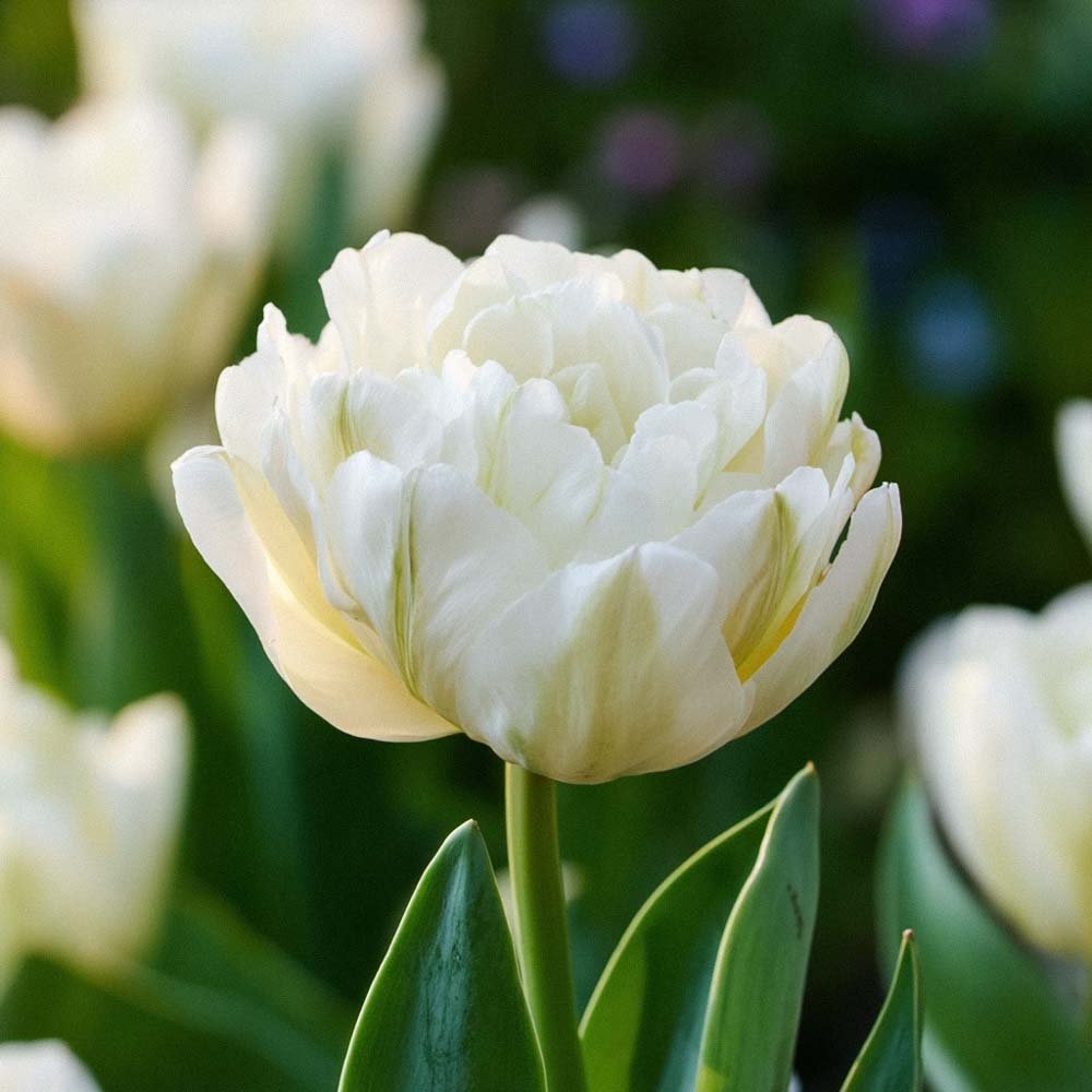 Tulpe 'Mount Tacoma'