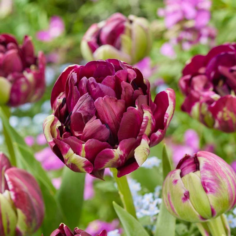 Tulpe 'Mystery Dream'