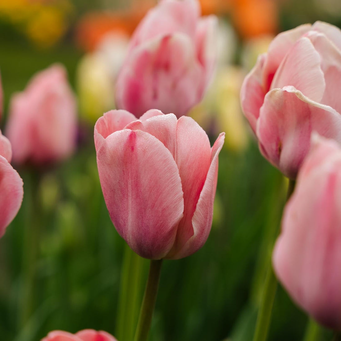 Tulpe 'Mystic van Eijk'