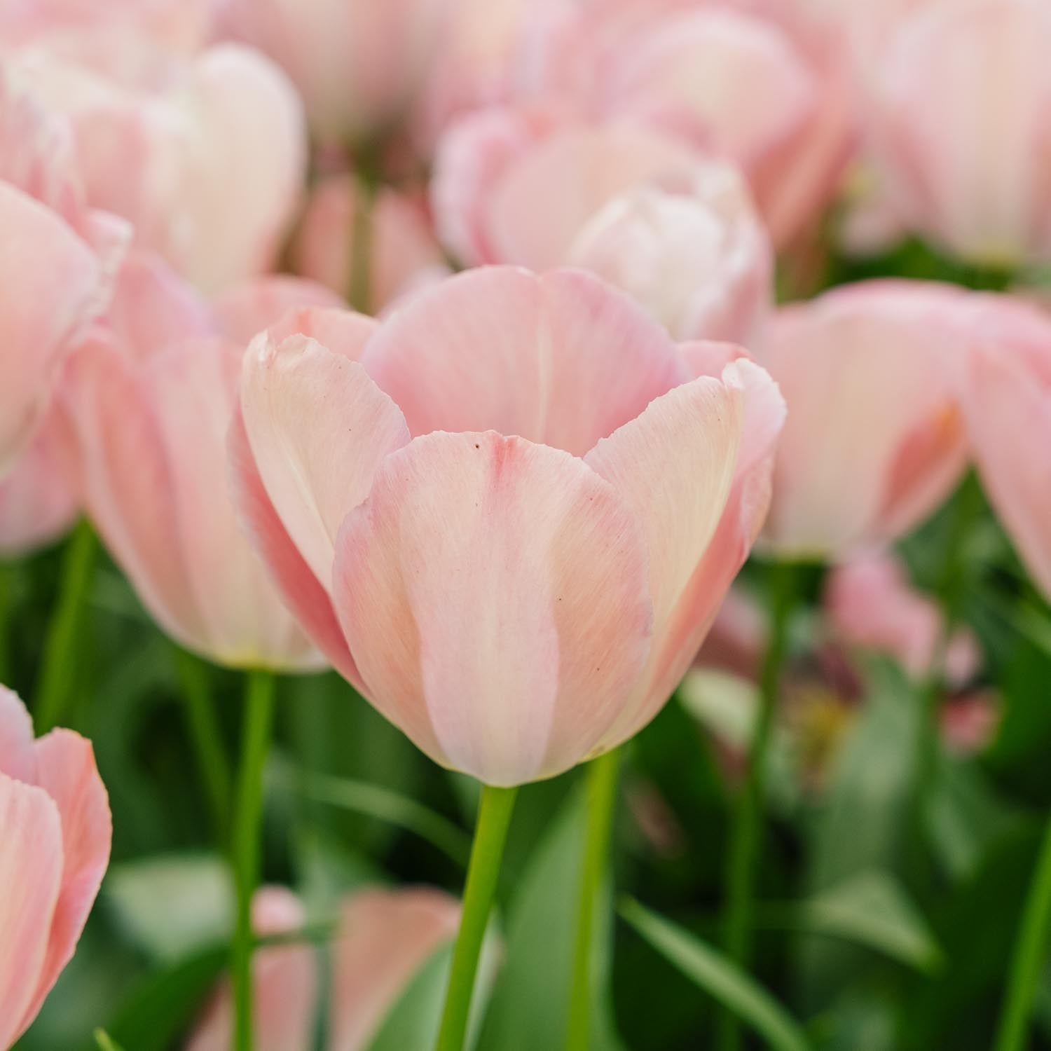 Tulpe 'Mystic van Eijk'
