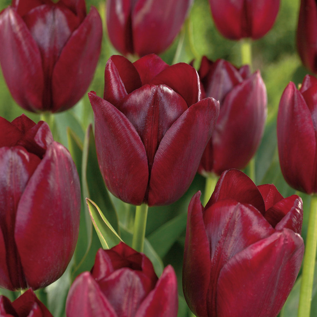 Tulpe 'National Velvet'