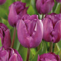 Tulpe 'Negrita'