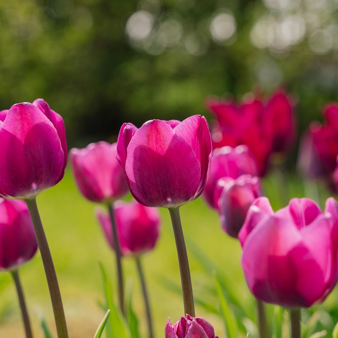 Tulpe 'Negrita'