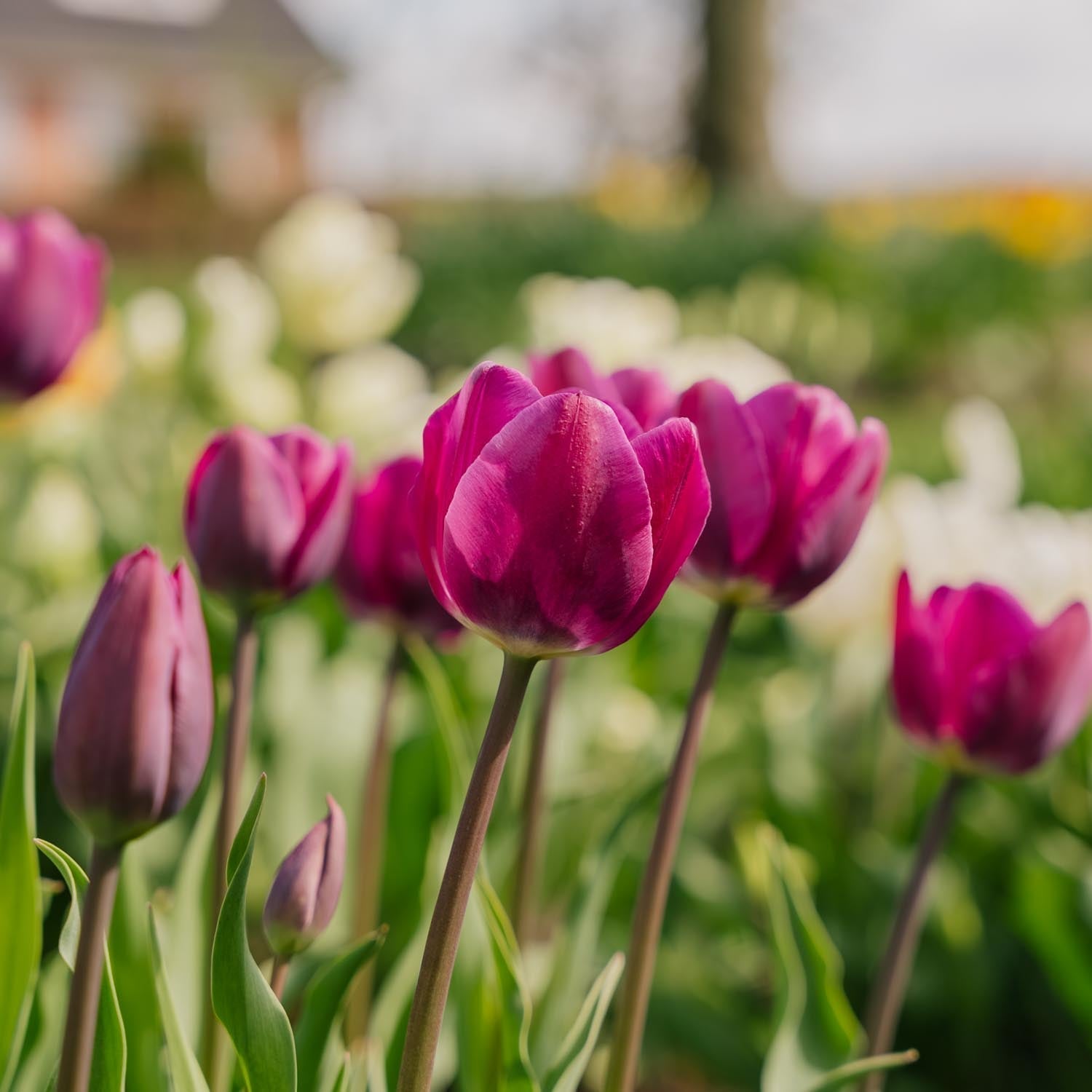 Tulpe 'Negrita'
