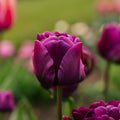 Tulpe 'Negrita Double'