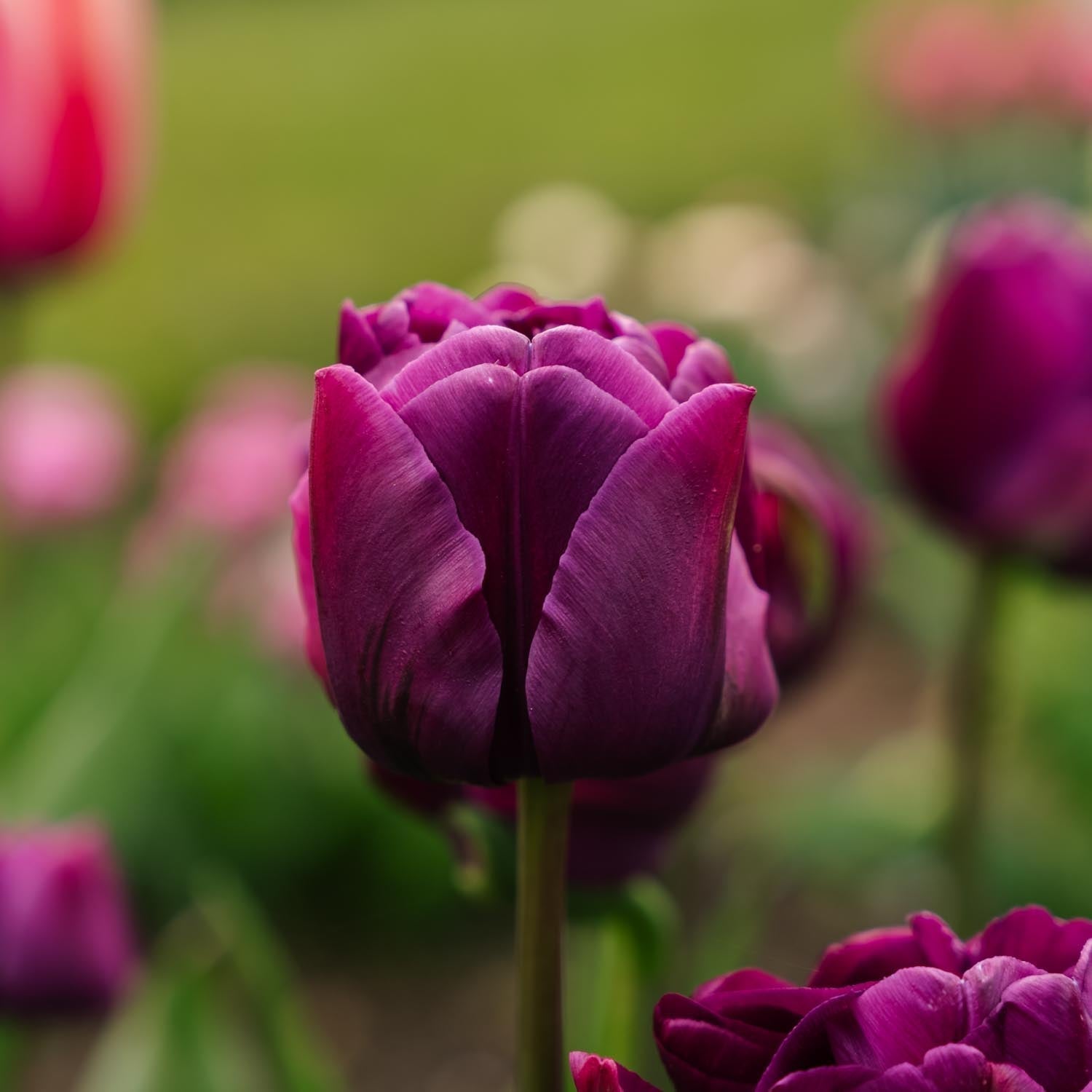 Tulpe 'Negrita Double'