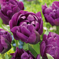 Tulpe 'Negrita Double'