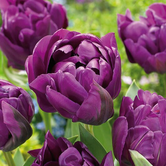 Tulpe 'Negrita Double'