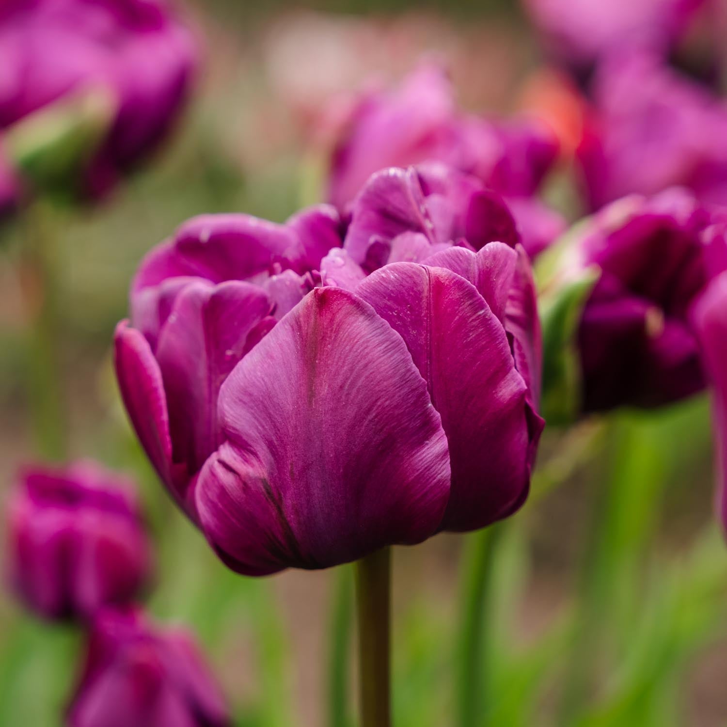 Tulpe 'Negrita Double'