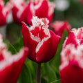 Tulpe 'New Santa'