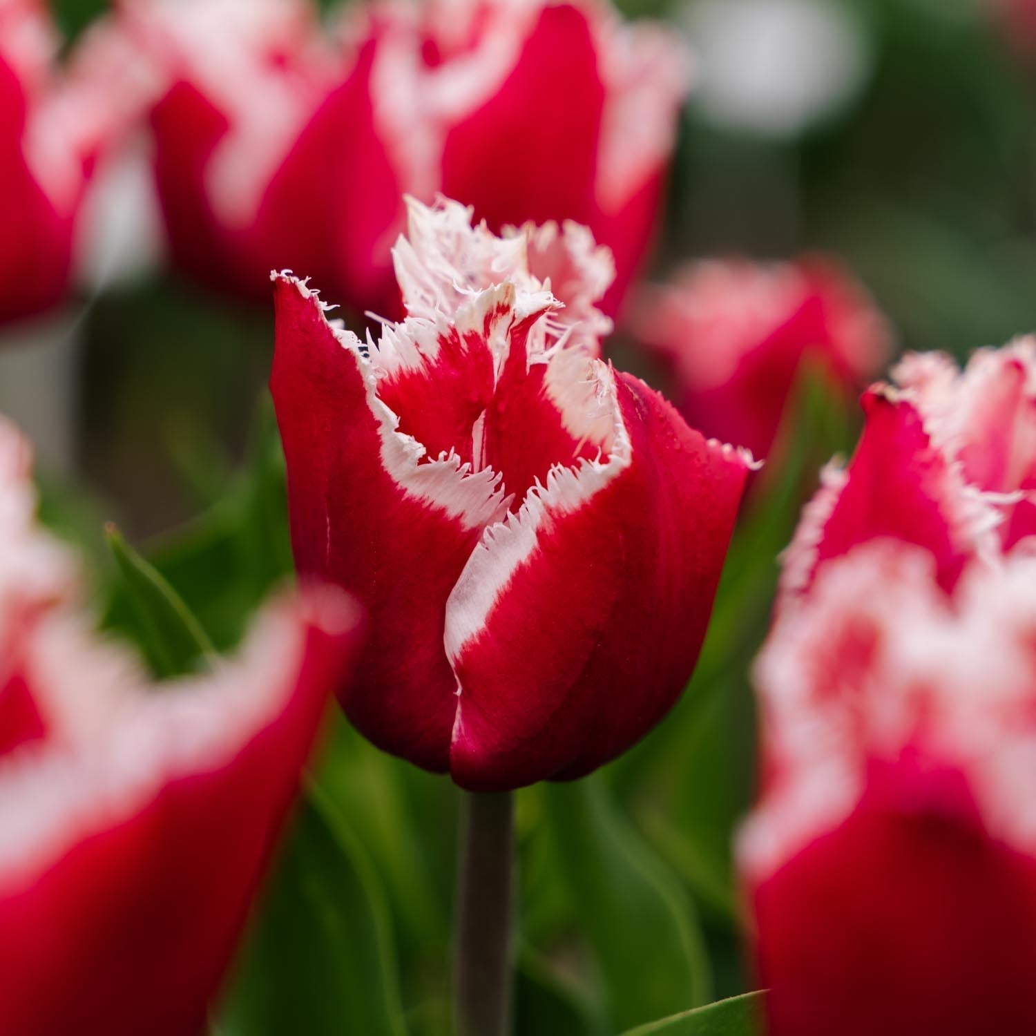 Tulpe 'New Santa'