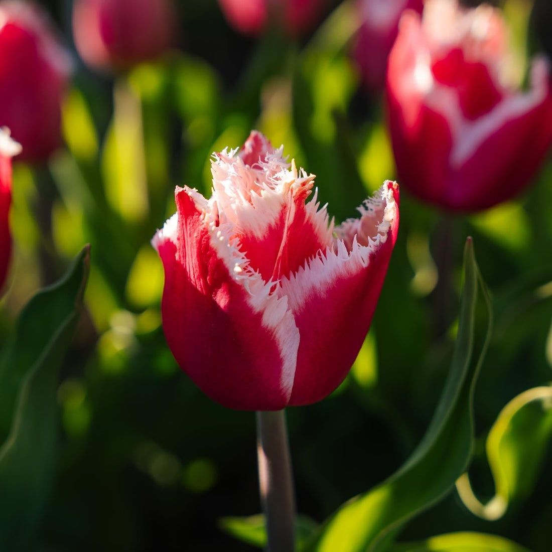 Tulpe 'New Santa'