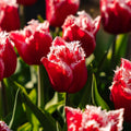 Tulpe 'New Santa'