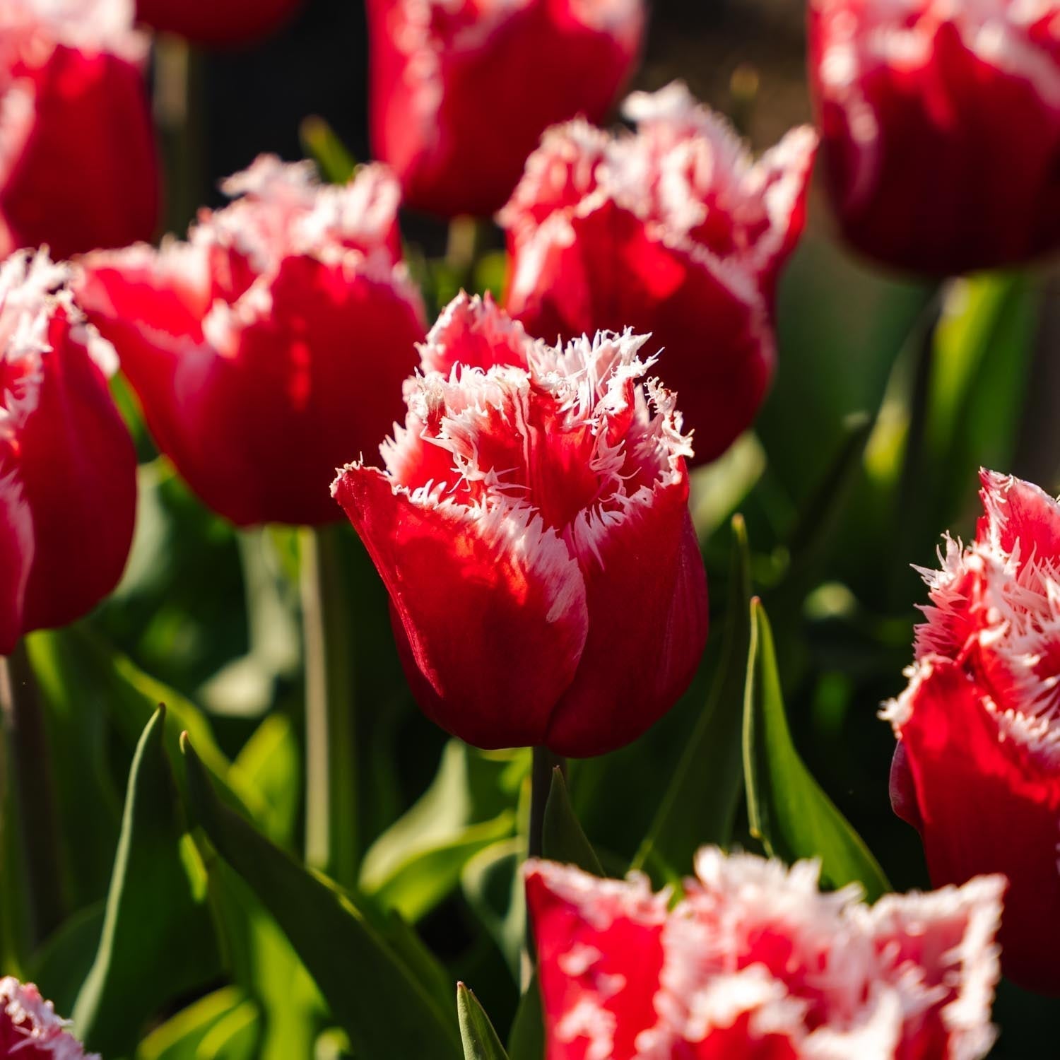 Tulpe 'New Santa'
