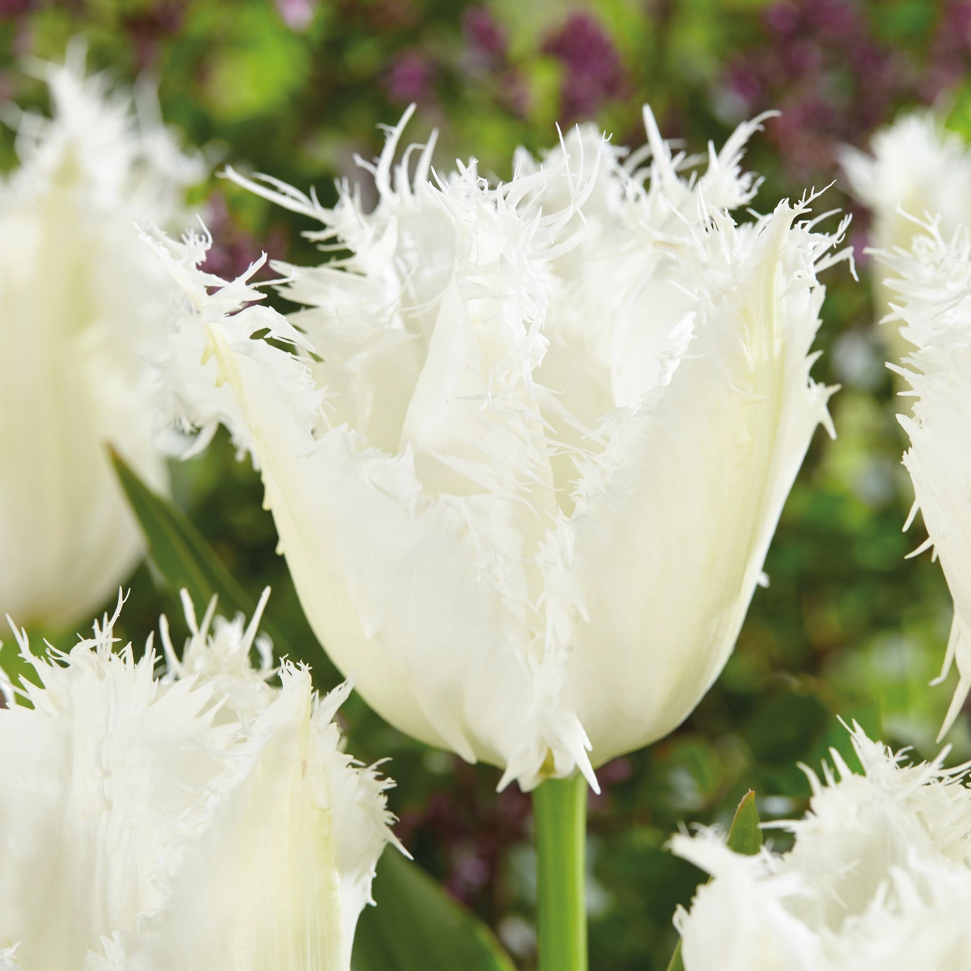 Tulpe 'Noordeinde'