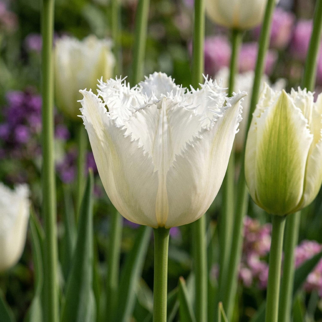 Tulpe 'Noordeinde'