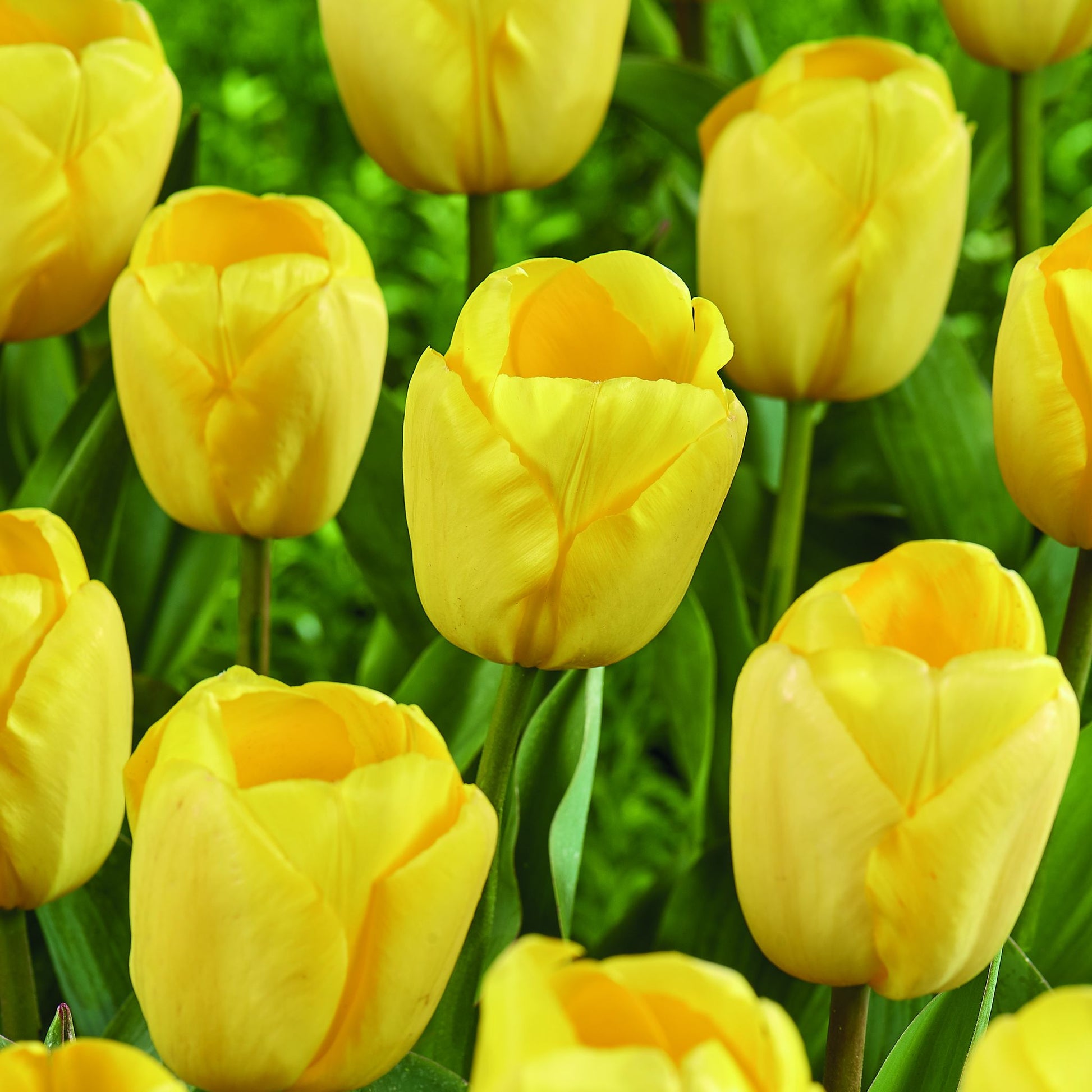 Tulpe 'Novi Sun'
