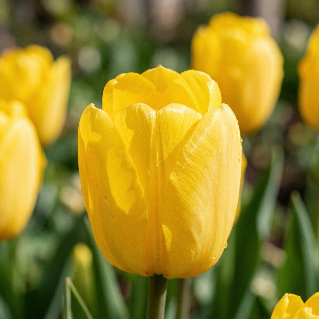 Tulpe 'Novi Sun'