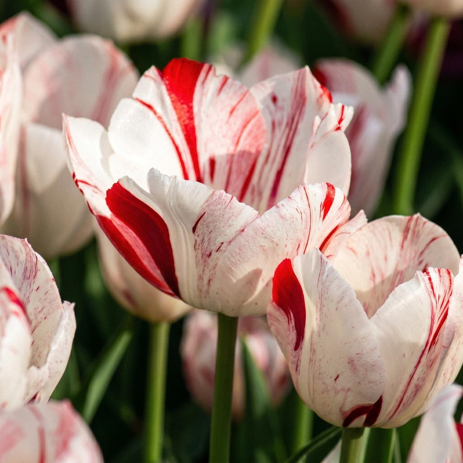 Tulpe 'One Direction'