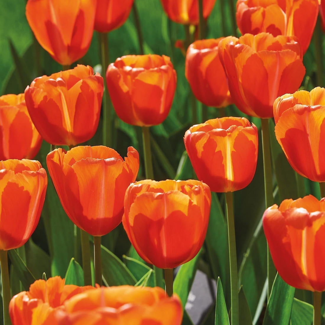 Tulpe 'Orange Flavor'