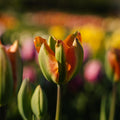 Tulpe 'Orange Marmelade'