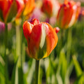 Tulpe 'Orange Marmelade'